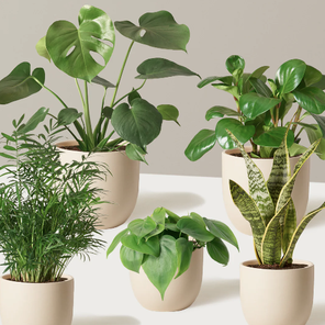 Подарочный комплект 5 популярных растений